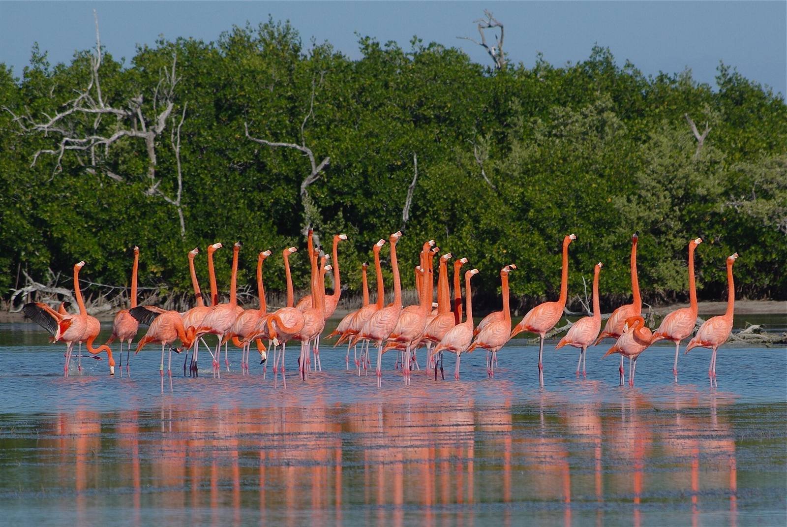 Flamingos and birds · 4.9 km