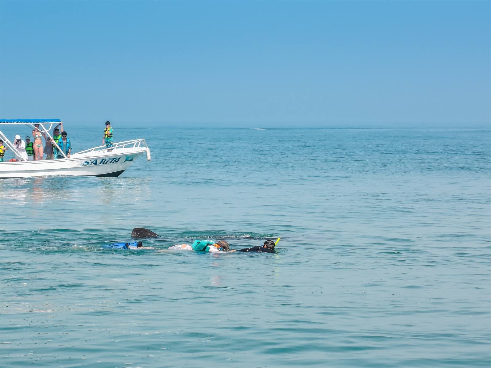 Whale sharks (Jun–Sep)